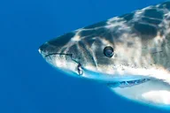 Monterey Bay Shark Watching Tour thumbnail 2