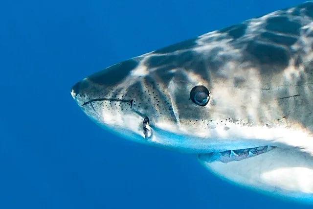 Monterey Bay Shark Watching Tour - Image 2