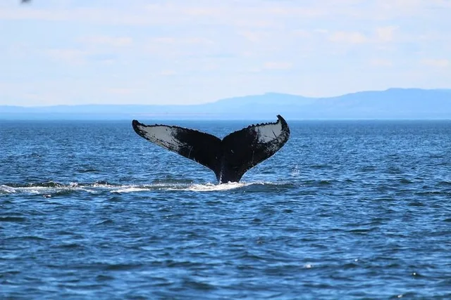 Honolulu Whale Watching Cruise - Image 3