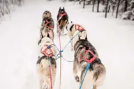Fairbanks Dog Sledding Adventure thumbnail 2