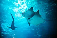 Auburn Hills Aquarium Admission thumbnail 1