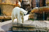 San Diego Zoo Admission Ticket thumbnail 2