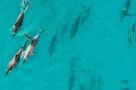 Maui Dolphin Watch Eco-Raft Tour 2 hr thumbnail 4