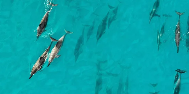 Maui Dolphin Watch Eco-Raft Tour 2 hr - Image 4