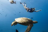 Waikiki Turtle Canyon Snorkel Tour thumbnail 4