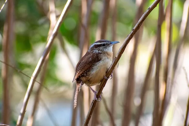 Charleston Birding Tour in Hampton Park - Image 4