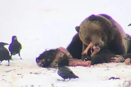 Yellowstone Winter Wolf Watching Safari thumbnail 4