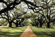 New Orleans Plantation and Swamp Tour thumbnail 2