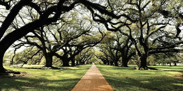 New Orleans Plantation and Swamp Tour - Image 2