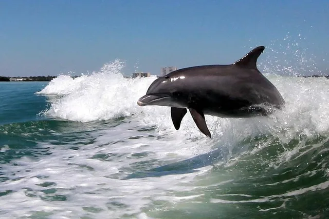 St. Pete Beach Dolphin Racer Adventure - Image 5
