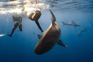 Haleiwa Shark Dive Private Charter thumbnail 1