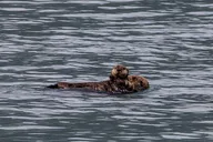 Seward Kenai Fjords National Park Tour thumbnail 6