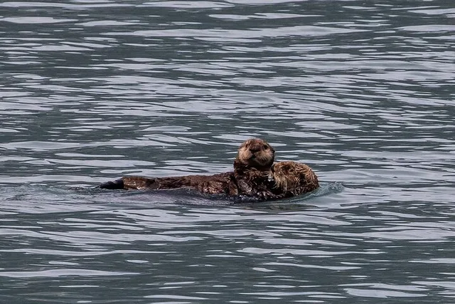 Seward Kenai Fjords National Park Tour - Image 6