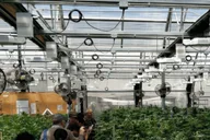 Denver Cannabis Grow Tour and Brewery Visit thumbnail 3