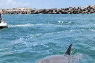 Destin Crab Island Dolphin Jet Ski Tour 2 hr thumbnail 2