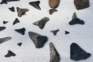 Charleston Morris Island Boat Excursion thumbnail 3
