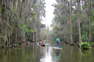 Tavares Wildlife Kayak Tour on Dora Canal thumbnail 4