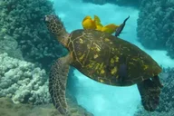 Kona Snorkel Tour with Sea Caves and History thumbnail 1
