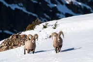 Yellowstone Wildlife Photography Tour 5 hr thumbnail 1