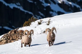 Yellowstone Wildlife Photography Tour 5 hr
