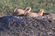Rapid City Wildlife and Sunset Tour thumbnail 5