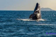 San Diego Marine Wildlife Tour with Lunch thumbnail 1