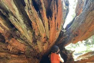Fresno Sequoia National Park Tour with Lunch thumbnail 3