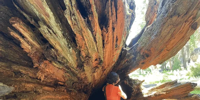 Fresno Sequoia National Park Tour with Lunch - Image 3