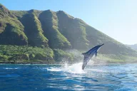 Oahu Dolphin Watch Cruise with Waterslide & Snorkeling thumbnail 2