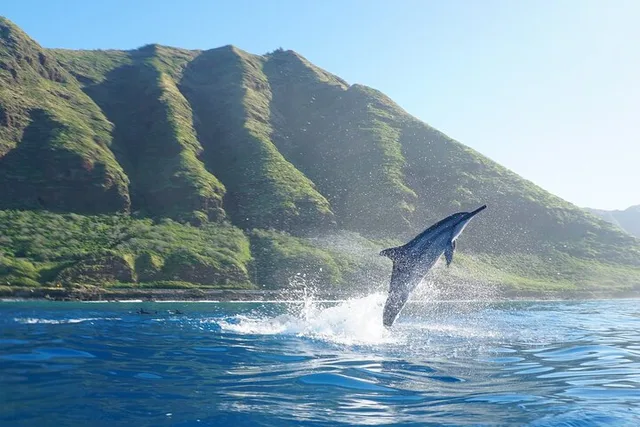 Oahu Dolphin Watch Cruise with Waterslide & Snorkeling - Image 2
