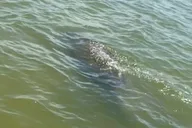 New Smyrna Dolphin and Manatee Kayak Adventure thumbnail 6