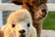 Maui Alpaca Tour on the Road to Hana thumbnail 5