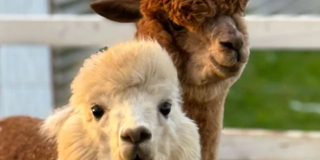 Maui Alpaca Tour on the Road to Hana - Image 5