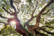 Charleston Lowcountry Tour thumbnail 6