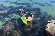 Redondo Beach Kayak Tour with Sea Lions thumbnail 5