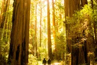 San Francisco Muir Woods and Sausalito Tour thumbnail 1