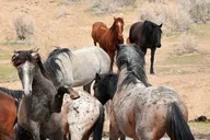 Cody Wild Mustang Van Tour 4 hr thumbnail 5