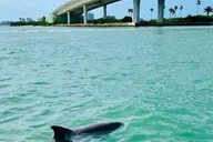 Clearwater Beach Private Pontoon Boat Tour thumbnail 4