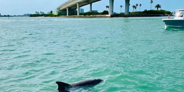Clearwater Beach Private Pontoon Boat Tour - Image 4