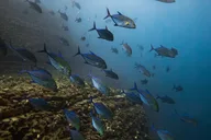 Ni'ihau Scuba Diving Adventure thumbnail 6