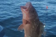 Englewood Offshore Fishing Charter thumbnail 6