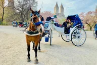 New York Central Park Carriage Ride 40 min thumbnail 2