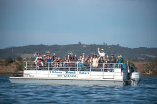 Monterey Bay Wildlife Safari Boat Tour