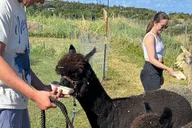 Hana Alpaca Farm Experience thumbnail 5
