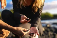 Big Island Coffee, Volcano, Black Sand & Waterfall Tour thumbnail 3