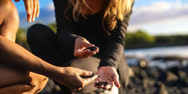 Big Island Coffee, Volcano, Black Sand & Waterfall Tour - Image 3