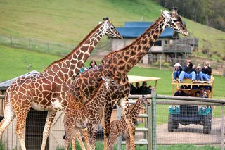 Sonoma Safari Adventure at Safari West 3 hr