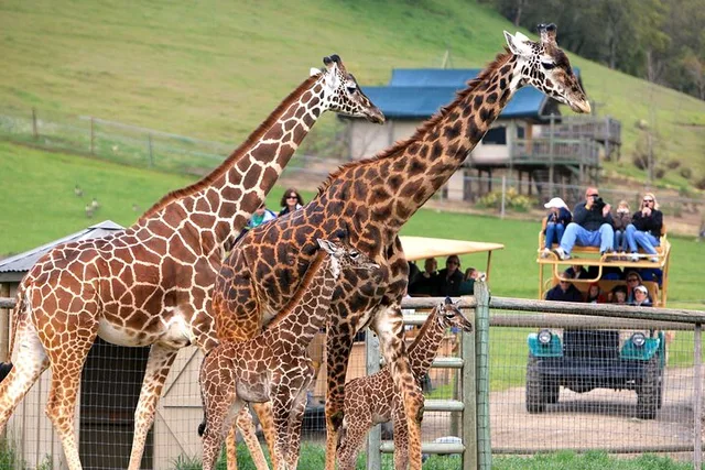 Sonoma Safari Adventure at Safari West 3 hr - Image 1