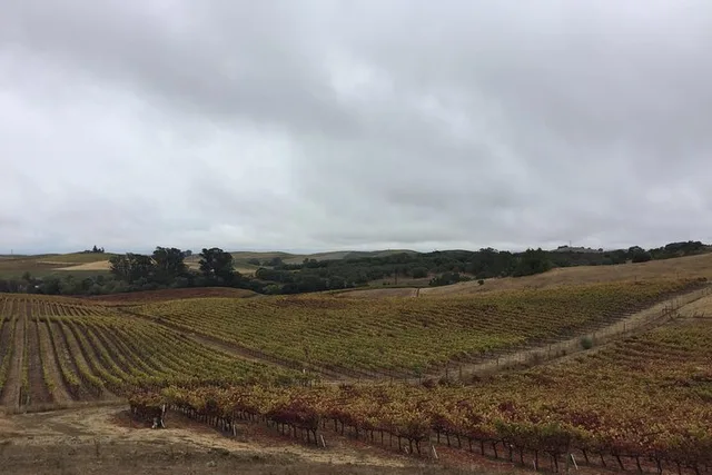 Napa Wine Country Limousine Tour 6 hr - Image 4
