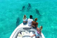 Key West Dolphin Watching and Snorkeling thumbnail 2